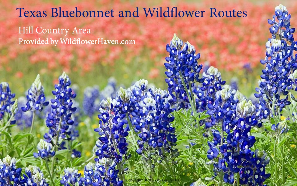 Texas Bluebonnet Routes - Hill Country